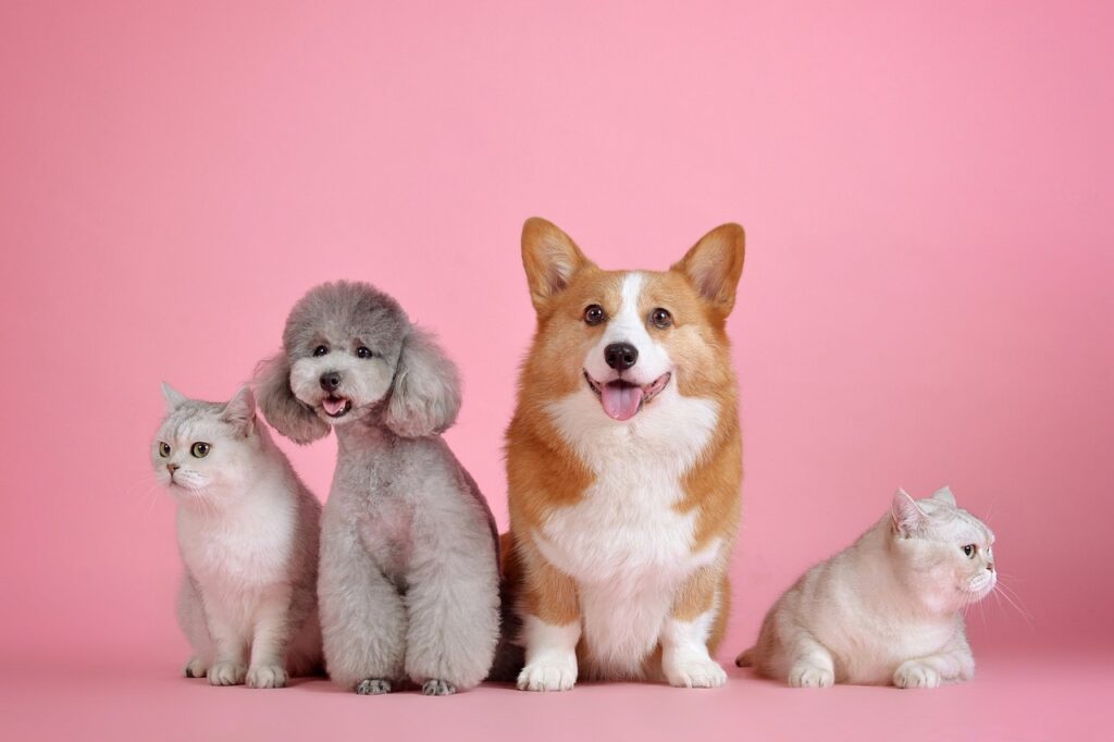 seguro para mascotas